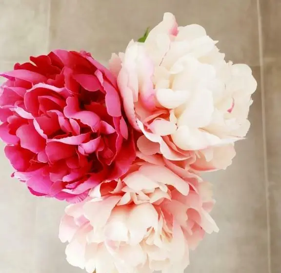 スタンダードルーム, Peonia