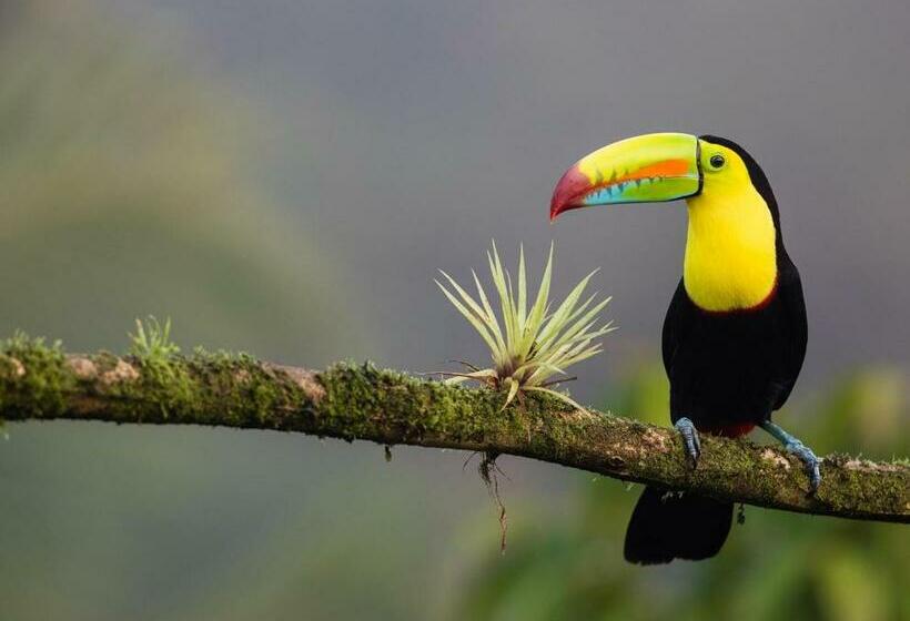 1침실 수피리어 빌라, Casa Libertinn