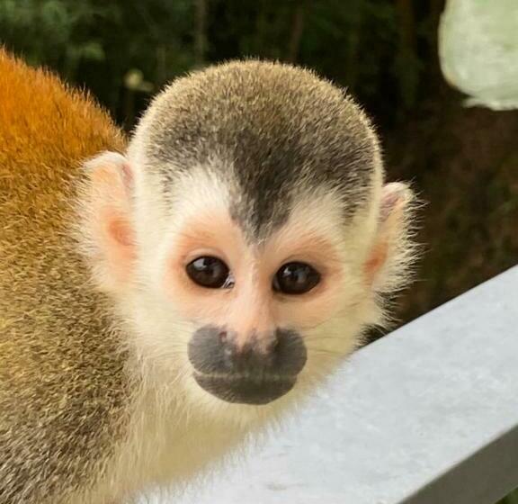 빌라 침실 1개, Casa Libertinn