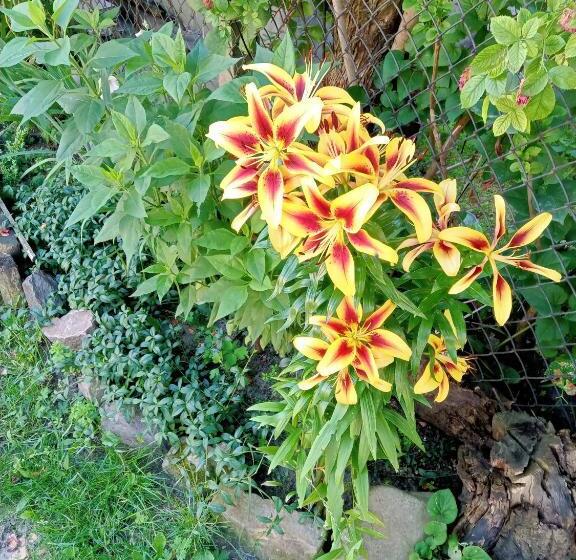 استودیو خانوادگی, Family Apartments Dorobok