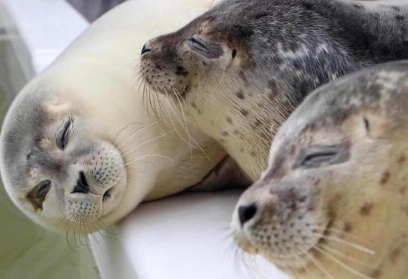 Quarto Estandar, Dock Hotel Stellendam