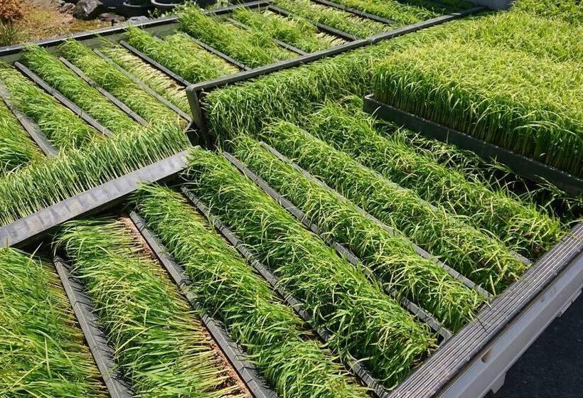 Camera Familiare Bagno Condiviso, Farm Stay Inn 母屋 Sanzaemon Tei Guesthouse Second Floor Shiga Takasima Traditional Japanese Architect