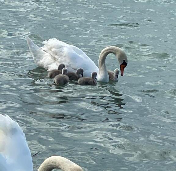 1 Sovrums Lägenhet med Terass, Wellness Dorina