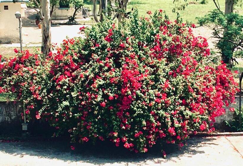 Chambre Familiale Deluxe, Trihari