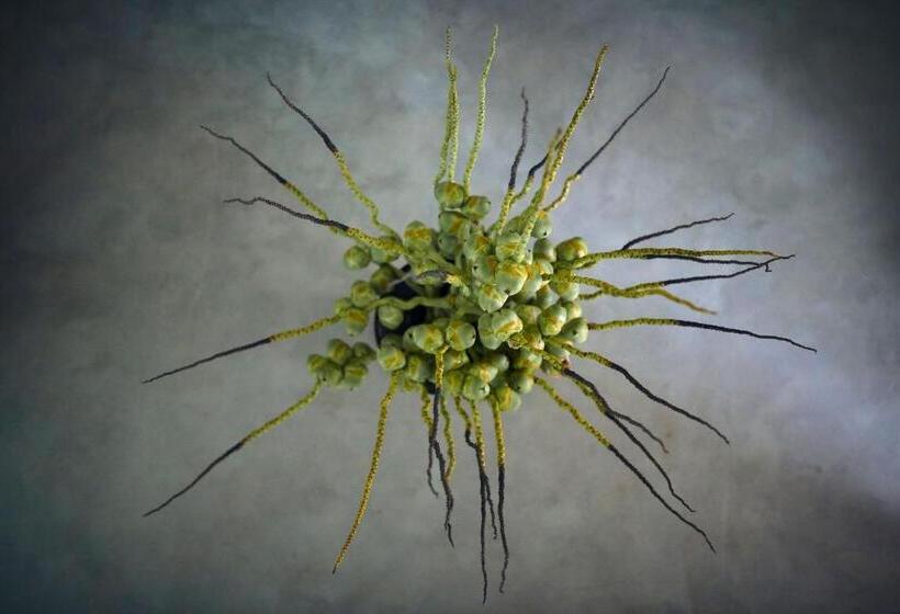 חדר סטנדרט עם טרסה, Casa Vana Hiriketiya