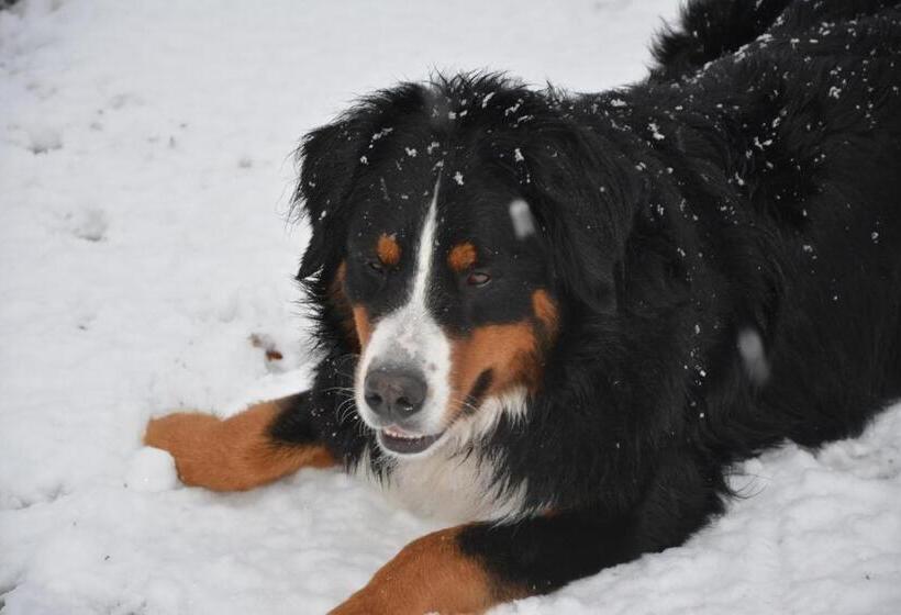 חדר סטנדרט עם מיטת קינג, La Grande Jaougue