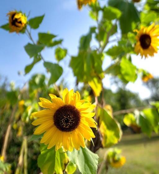 חדר דלוקס, La Grande Jaougue