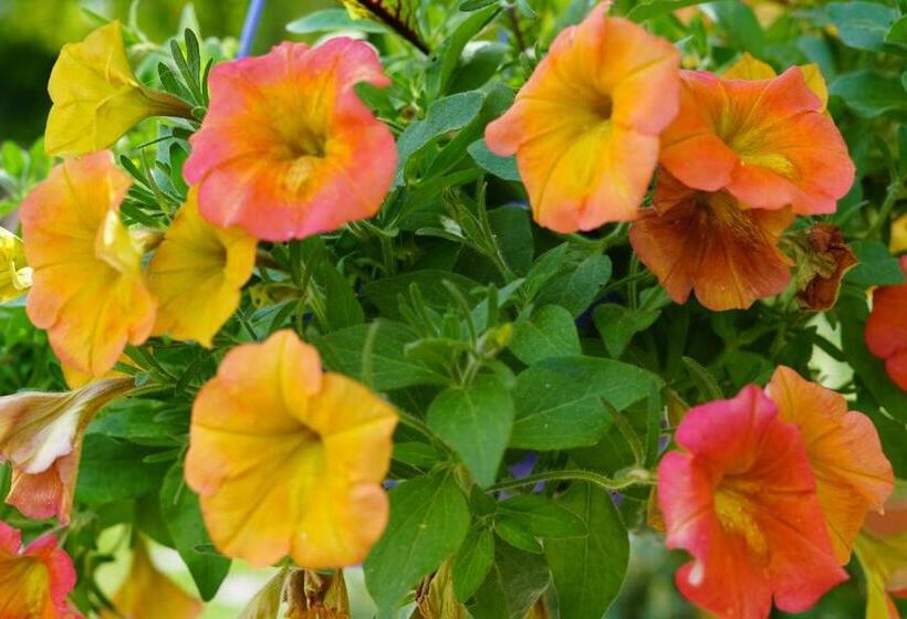 Standard Tent, La Grande Jaougue