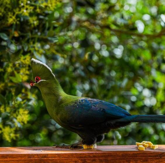 标准间, Forest Hill Wilderness