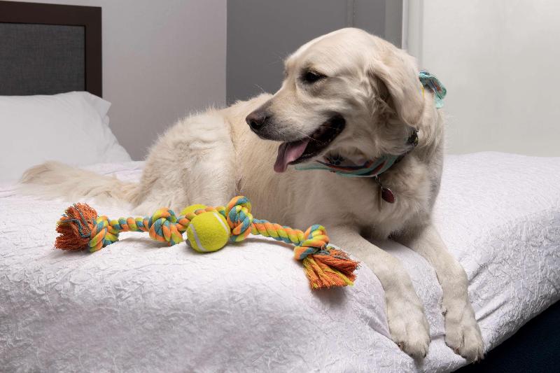 キングサイズベッドのスタンダードルーム, Marriott Montreal Airport In Terminal