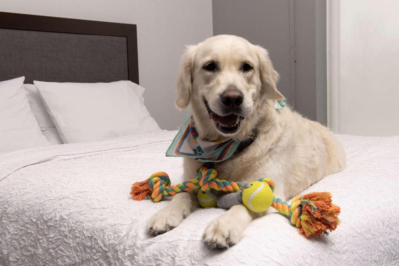 キングサイズベッドのスタンダードルーム, Marriott Montreal Airport In Terminal