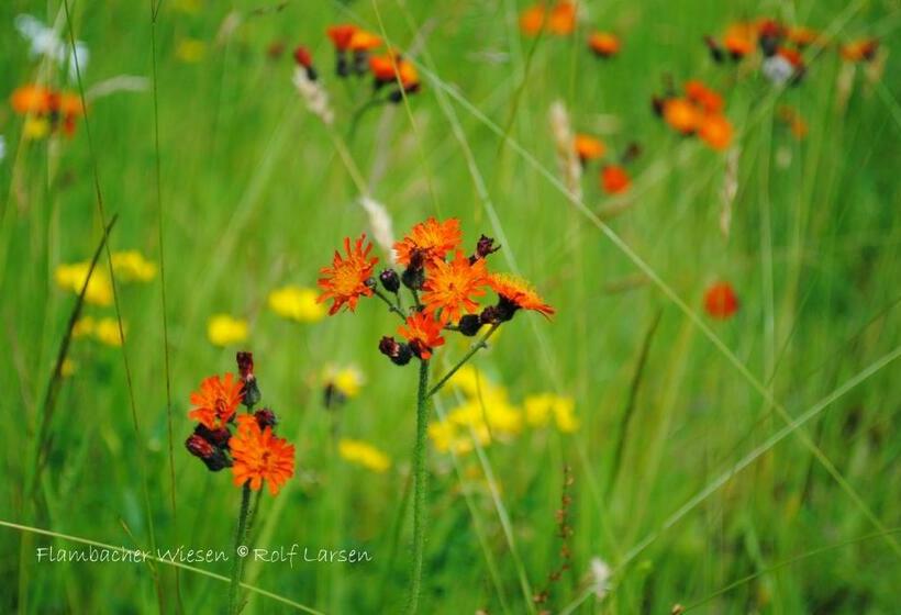 شقة غرفة واحدة, Flambacher Mühle