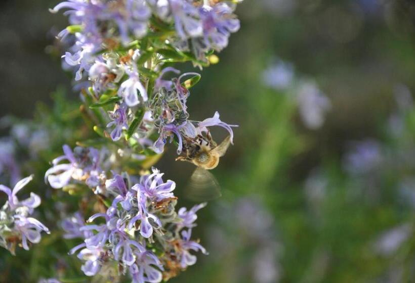 חדר סטנדרט עם מרפסת, Casa Langa Di Lola