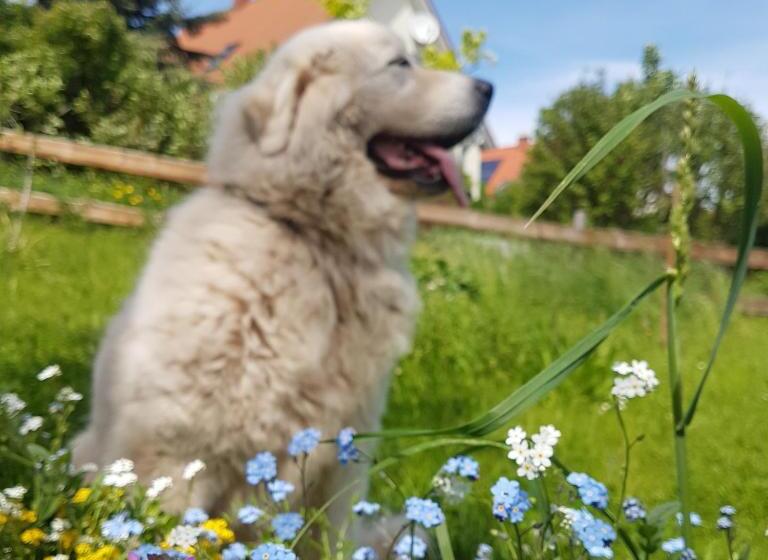 חדר משפחתי נוף לגינה, Pilgrims Inn Kreischa