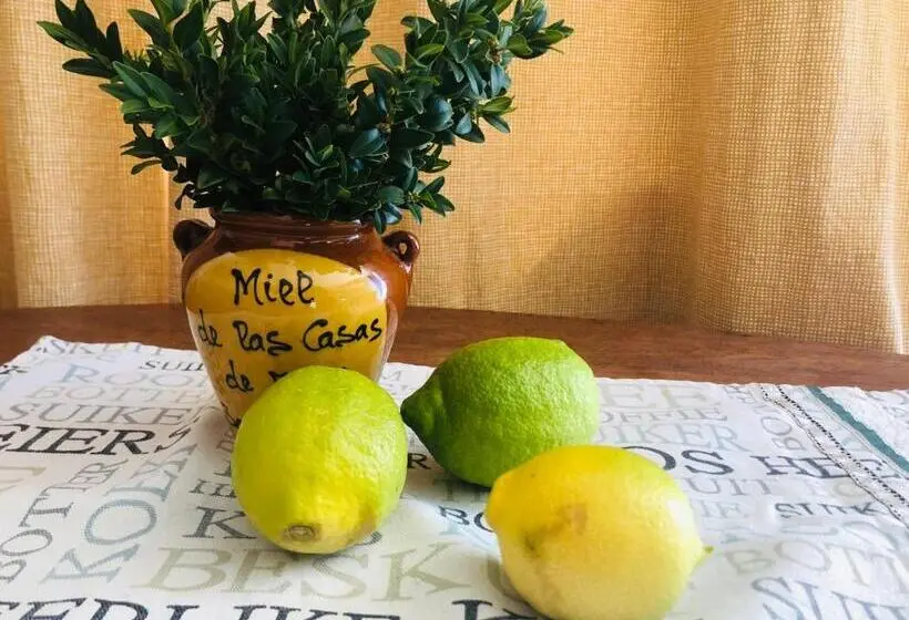 スタンダードルーム, Yellow House Prince Albert