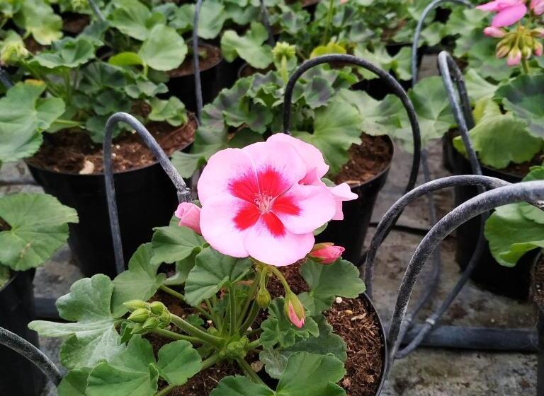 スタンダードスタジオ, Agriturismo  Le Serre