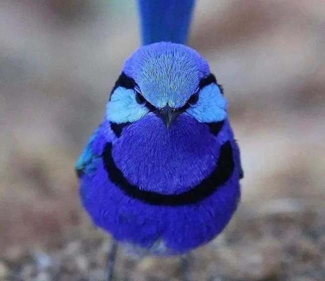 חדר דלוקס עם מיטת קינג, B&b Landlust Guesthouse