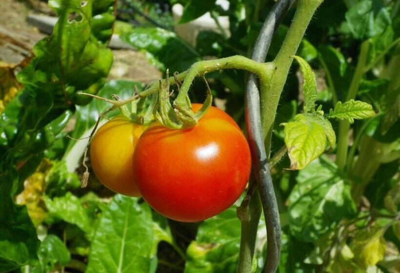 带2个卧室的套房, Les Terrasses