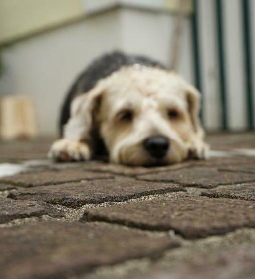 1ベッドルームアパートメント, Appartementhaus Dargham