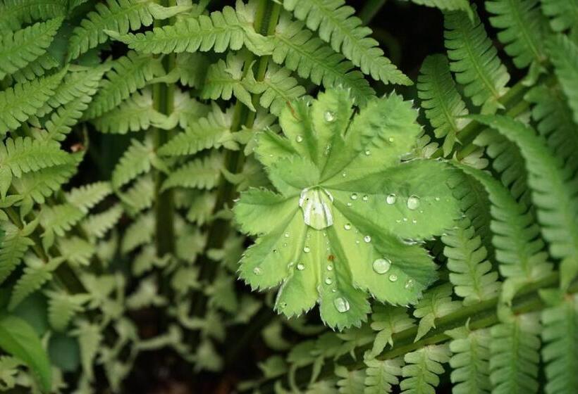 身障者適用スタンダードルーム, Appartementhaus Dargham