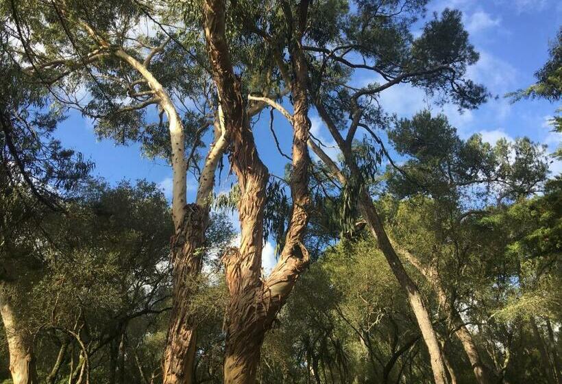 דירת חדר נוף לגינה, Ninho Salino