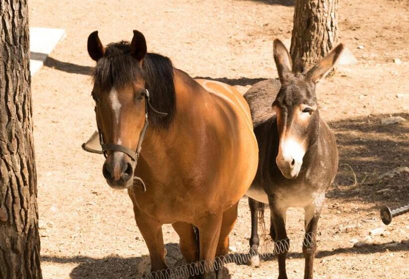 Номер Superior, Villa Violette