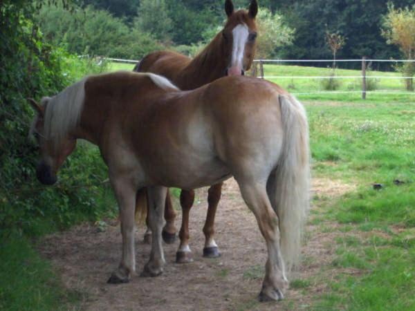 可看到停车场的标准间, Aux Cadollines