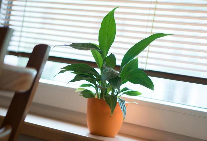 スタンダードスタジオ, Penzion Staré Louny