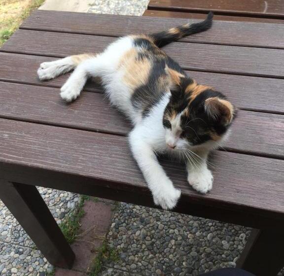 اتاق استاندارد سه نفره, Baylan İzmir