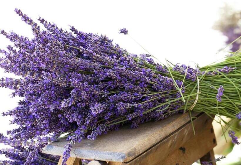 Номер Стандарт Индивидуальный, Ficodindia Rooms