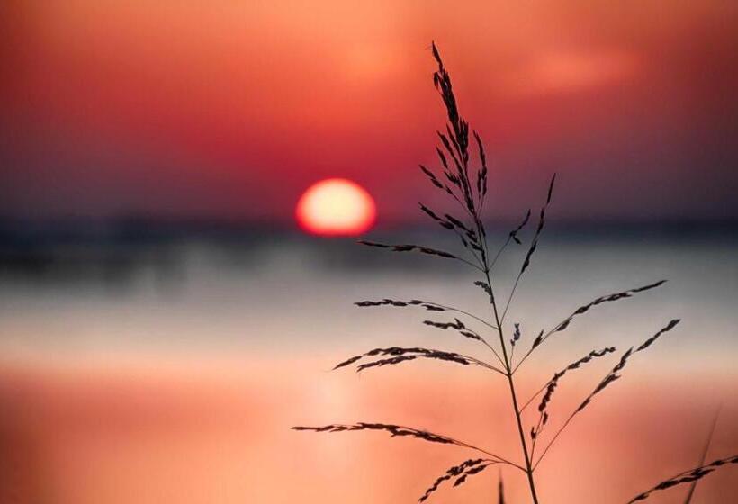 غرفة قياسية, La Zia Acida