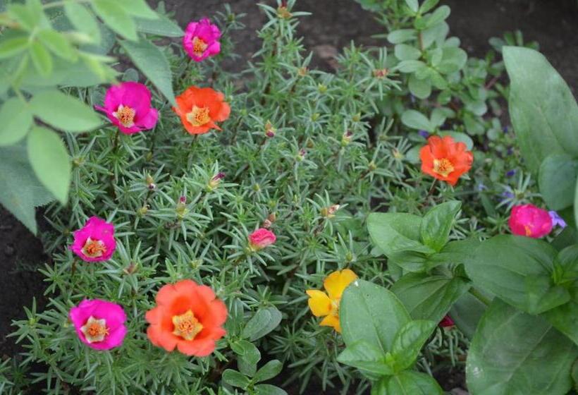 带1个卧室的高档别墅, Cristalex Villaverde Bucharest