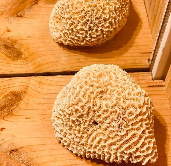 スタンダードインサイドビュールーム, Hôtel Le Caillebotis