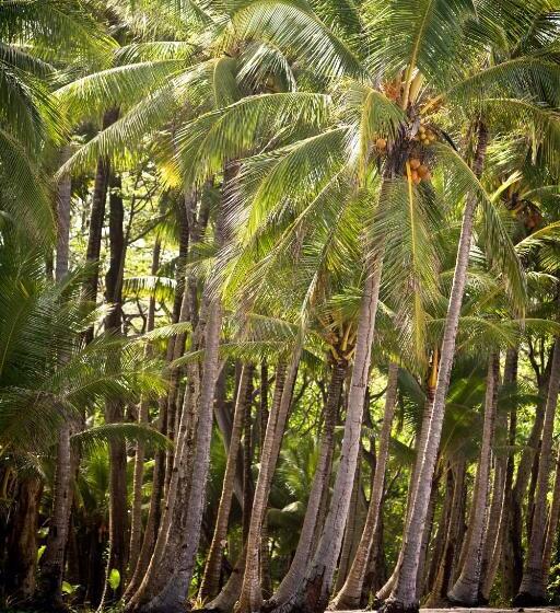 스탠다드 스튜디오, Tropico Latino