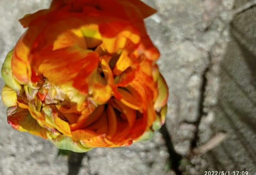 标准间, Casa De Huéspedes B&b Villa De Las Hortensias