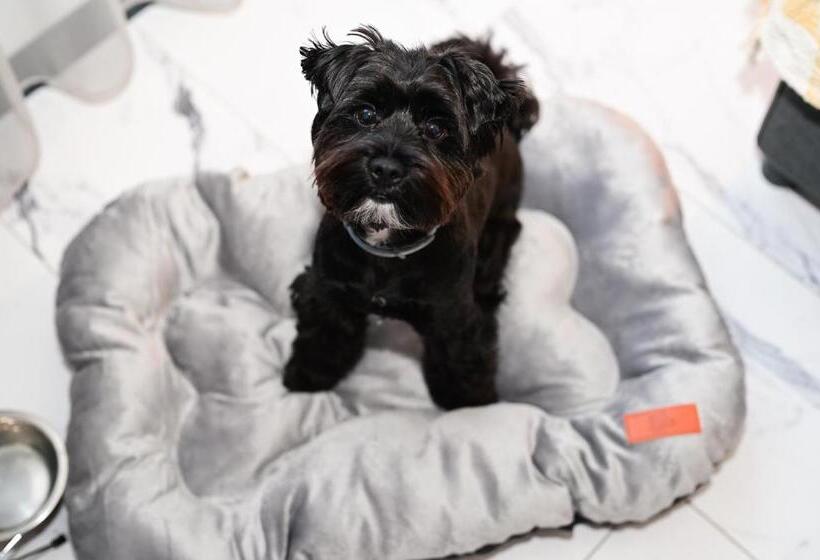 חדר סטנדרט, Rubo