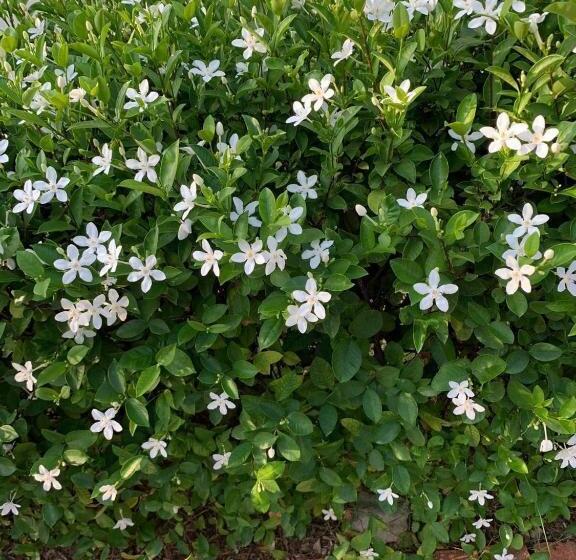 آپارتمان 1 خوابه با بالکن, Căn Hộ Mũi Né Sea Link