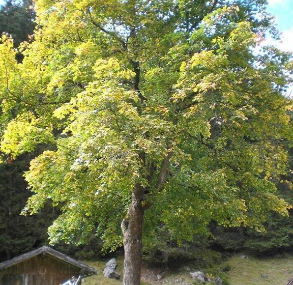Habitación Estàndard Individual, Haus Bödele