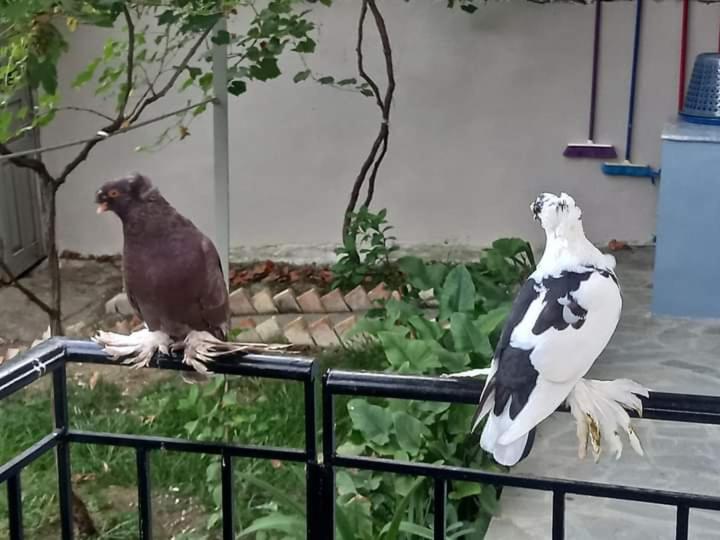 חדר סופריור לשלושה, Guest House Bumbli