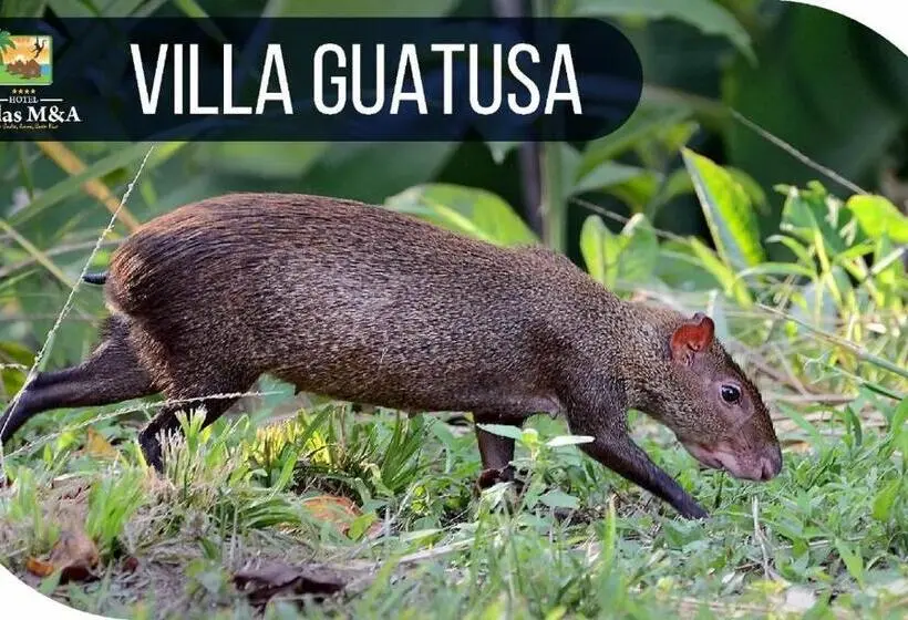 ビラホテル１ベッドルーム, Villas Y Glampings Mya  Puerto Viejo, Limon, Cr