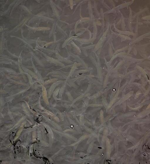 חדר סטנדרט, Complex Pescăresc Gura Repezii Borșa