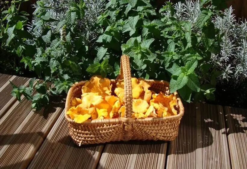 Standard-huone Terassi, La Canopėe 19