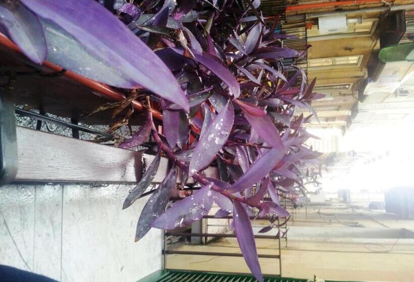 سوئیت 2 خوابه, Dei Gerolomini