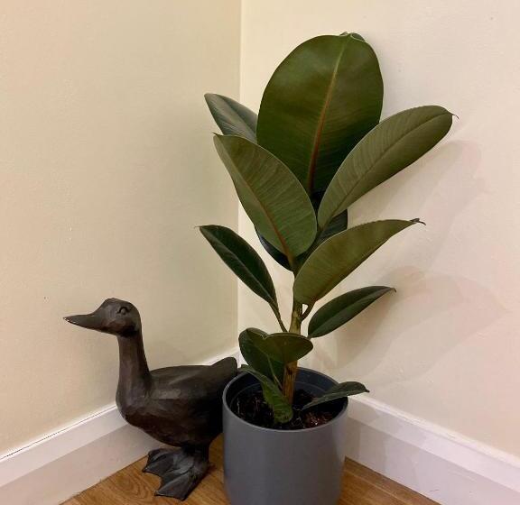 اتاق لوکس با تخت بزرگ, Compston House B&b Adults Only