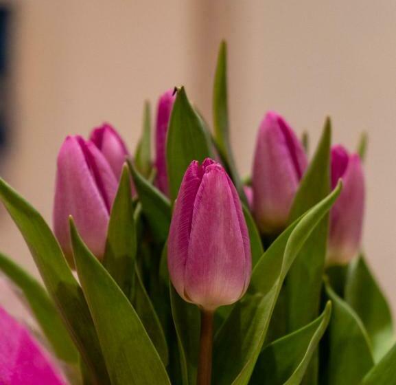 اتاق استاندارد با وان آب گرم, My Comfort