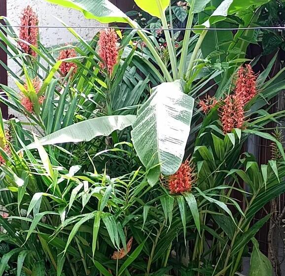 Quarto Triplo Estandar, Hibisco Rosa Aluguéis