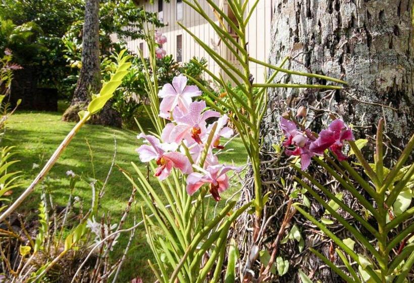 شقة غرفة واحدة, Waikomo Streams 202