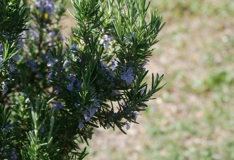 סוויטה נוף לגינה, La Bastide Du Mûrier