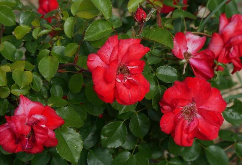 חדר סטנדרט עם מיטת קינג, La Bastide Du Mûrier