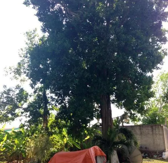 Standard Tent, Yaxche Centro Hostal Y Camping